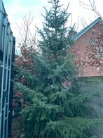 Kerstboom 5 meter gratis mee te nemen, Tuin en Terras, Planten | Bomen, Ophalen