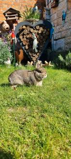 Dwergkonijn, Dieren en Toebehoren, Konijnen, Mannelijk, Dwerg, 0 tot 2 jaar