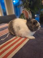 Lief vrouwtjes konijn zoekt een mooi huisje, Dieren en Toebehoren, Konijnen, Vrouwelijk, Dwerg, 0 tot 2 jaar