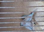 Forpus, Dieren en Toebehoren