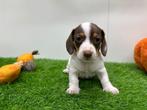 Nestje MINI Teckel pups, Dieren en Toebehoren, Honden | Teckels en Dashonden, België, CDV (hondenziekte), 8 tot 15 weken, Korthaar