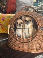 Panier de voyage pour 2 mini Chihuahuas, Animaux & Accessoires, Paniers pour chiens, Comme neuf, Roseau, Enlèvement