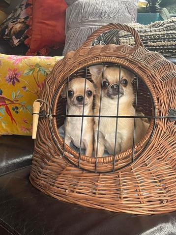 Panier de voyage pour 2 mini Chihuahuas
