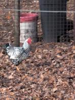 Wyndotte kriel, Dieren en Toebehoren, Pluimvee