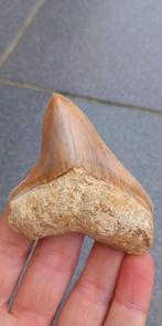 Mooie Megalodon haaientand uit Indonesie fossielen, Ophalen of Verzenden, Fossiel