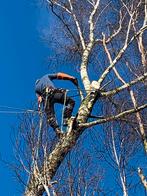 Bûcheron abattage/démontage des arbres, Services & Professionnels, Jardiniers & Paveurs