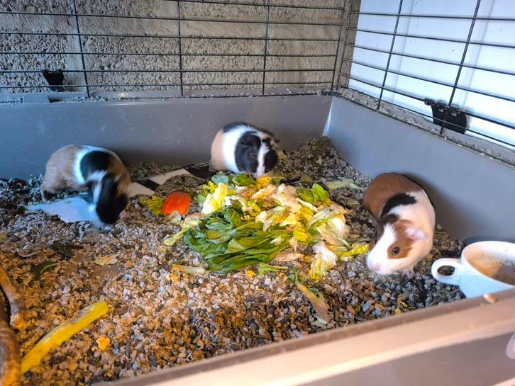 Jonge cavia's, Dieren en Toebehoren, Knaagdieren, Cavia, November