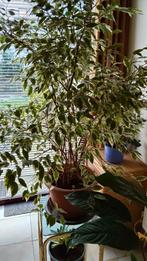 Ficus Bejamina ± 110 cm, Maison & Meubles, Plantes d'intérieur, Ficus, En pot, Enlèvement, 100 à 150 cm