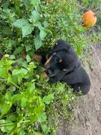 Herplaatsing rottweiler, Overige rassen, Teef, Eén hond, Nederland