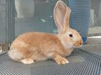 Mooie lieve konijntjes zoeken een nieuwe thuis, Dieren en Toebehoren