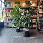 Plantenbakken zwart grote kamerplanten, Huis en Inrichting, Kamerplanten, Overige soorten, 150 tot 200 cm, Halfschaduw, In pot
