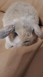 Minilop, Dieren en Toebehoren, Konijnen, Dwerg