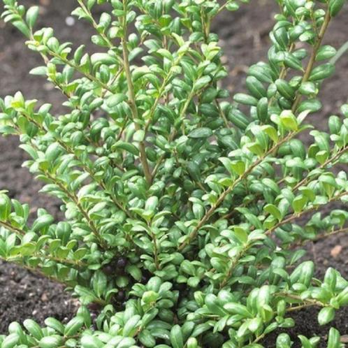 Japanse hulst / Ilex crenata 'Convexa', Jardin & Terrasse, Plantes | Arbustes & Haies, Houx, Enlèvement