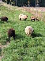 Quessant schaapjes, Dieren en Toebehoren