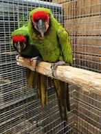 Koppel SOLDATEN aras, Dieren en Toebehoren, Meerdere dieren, Papegaai