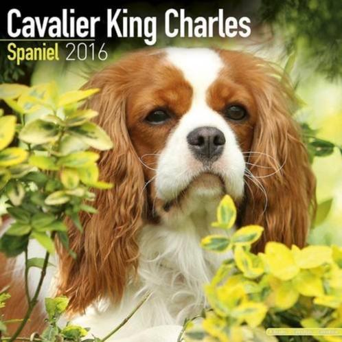Calendrier Cavalier King Charles Spaniel 2016, Divers, Calendriers, Neuf, Calendrier annuel, Envoi