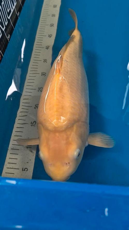 Karashigoi Marudo 1,5jaar 52- 55cm, Dieren en Toebehoren, Vissen | Vijvervissen