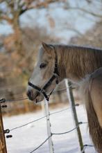 Toekomstige Alround ruin, Animaux & Accessoires, Poneys, Hongre, M