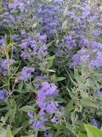 Spirée bleue, barbe bleue ou caryopterix céleste, Jardin & Terrasse, Plein soleil, Enlèvement, Autres espèces, Été