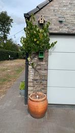 2 x terracotta potten met druivenlaars, Tuin en Terras, Ophalen