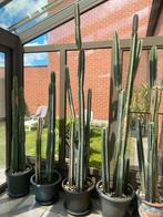 Grote cactussen met pot, Tuin en Terras, Planten | Tuinplanten, Ophalen
