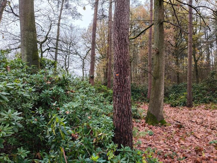 Brandhout eik en den (dik) op stam in Vorselaar, Tuin en Terras, Brandhout, Stammen, Eikenhout, 6 m³ of meer, Ophalen
