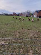 Moutons avec 1 ou 2 agneaux, Animaux & Accessoires, Moutons, Chèvres & Cochons
