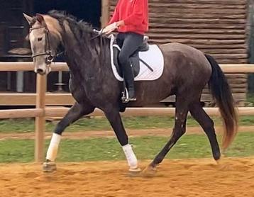 5-jarige lieve lusitano ruin van 1m68. beschikbaar voor biedingen