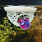 Floating Betta home, Dieren en Toebehoren, Vissen | Aquariumvissen