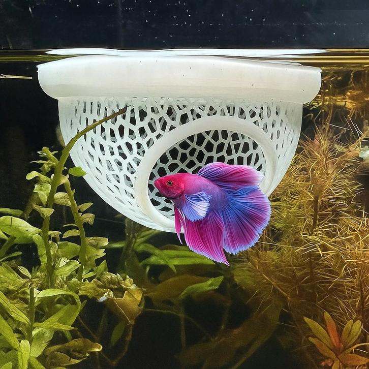 Floating Betta home, Dieren en Toebehoren, Vissen | Aquariumvissen
