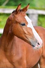 Hengstenveulen uit prestatiestam, Dieren en Toebehoren, Paarden, Hengst, Gechipt, 0 tot 2 jaar