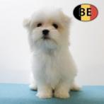 Maltezer - Lieve Belgisch pups te koop, België, Maltezer, CDV (hondenziekte), 8 tot 15 weken