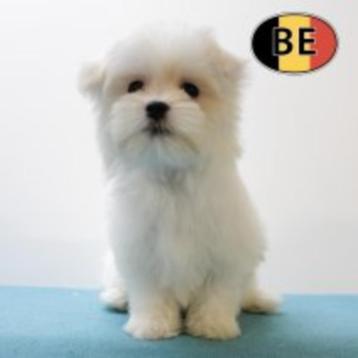 Maltezer - Lieve Belgisch pups te koop beschikbaar voor biedingen