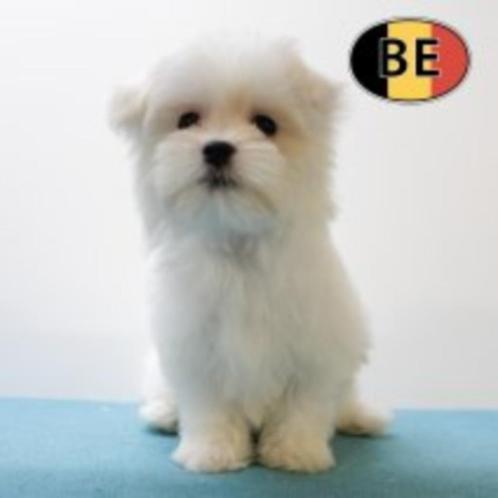 Maltezer - Lieve Belgisch pups te koop, Dieren en Toebehoren, Honden | Chihuahua's en Gezelschapshonden, Reu, Maltezer, Handelaar