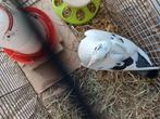 Mâle pigeon, Animaux & Accessoires, Oiseaux | Pigeons, Mâle, Pigeon voyageur