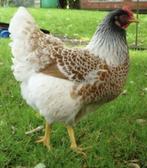 Barnevelder hennen gezocht, Vrouwelijk, Kip