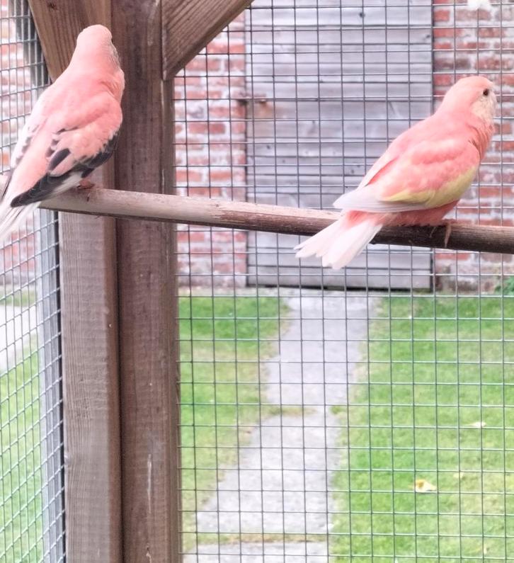 Jonge Bourkes parkieten 2025, Dieren en Toebehoren, Vogels | Parkieten en Papegaaien, Parkiet, Meerdere dieren, Geringd