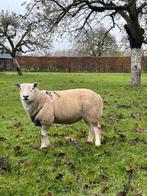 Swifter dekram te koop, Dieren en Toebehoren, Schapen, Geiten en Varkens, Mannelijk, Schaap, 0 tot 2 jaar