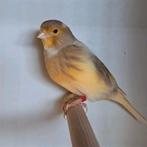2 kanarie poppen, Dieren en Toebehoren, Vogels | Kanaries