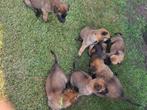 Mechelse herder pups, Dieren en Toebehoren, België, Fokker | Hobbymatig, 8 tot 15 weken, Meerdere
