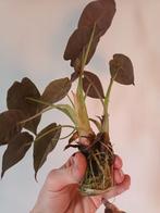 Alocasia Wentii, Huis en Inrichting, Kamerplanten, Ophalen of Verzenden