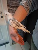 Half tamme valkparkiet, Dieren en Toebehoren