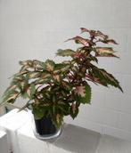 Coleus- Siernetel, Ophalen, In pot, Halfschaduw