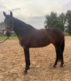 Te koop 8-jarige merrie (Elvis Ter Putte), Dieren en Toebehoren, Paarden, Merrie, Springpaard, M, 170 tot 175 cm