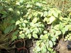 Okkernoten boom, Overige soorten, Minder dan 100 cm, Ophalen, Volle zon