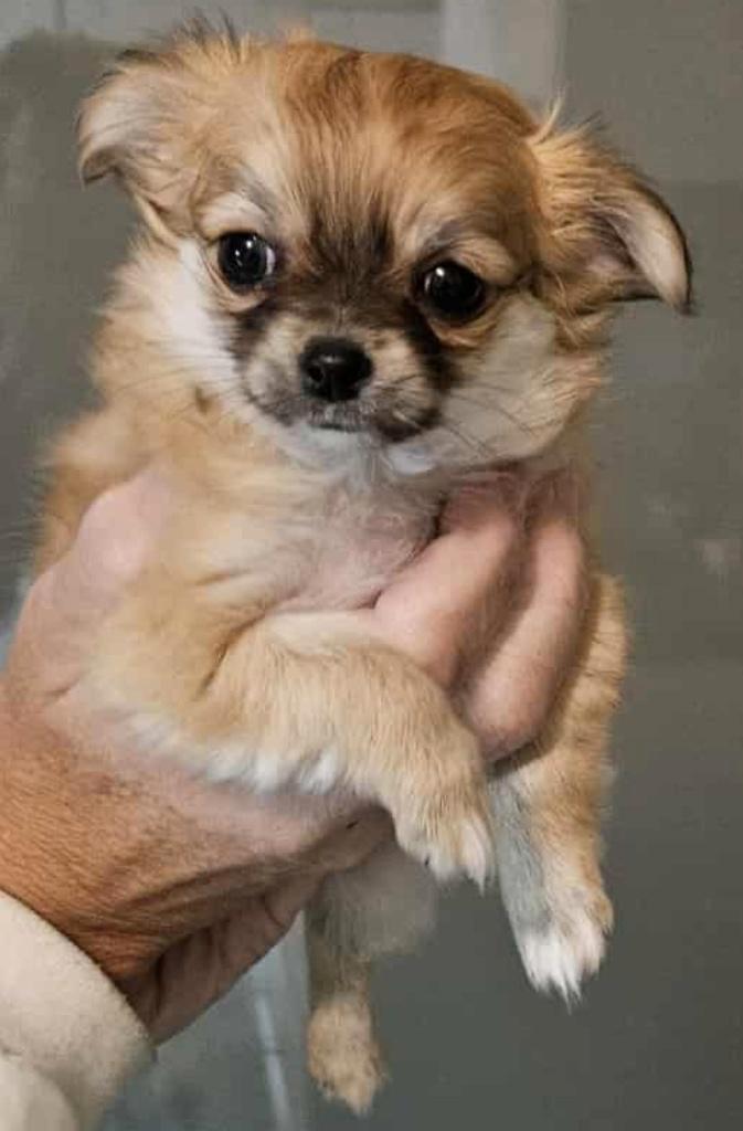 Chihuahua pups, Dieren en Toebehoren, Honden | Chihuahua's en Gezelschapshonden, Meerdere dieren, Chihuahua, Fokker | Hobbymatig