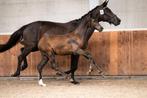 Knap hengst veulen Sarai L x Dreamboy, Dieren en Toebehoren, Paarden
