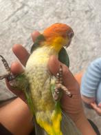 Super tamme caiques te koop, Dieren en Toebehoren, Tam