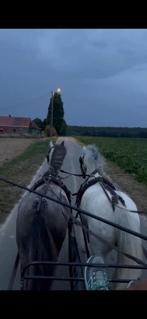 Welsh B pony - Kinderpony - Menpony - Dubbelspan - Tweespan, Dieren en Toebehoren, Pony's, Gechipt, Ruin, Niet van toepassing