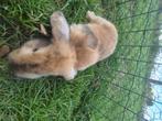 Hangoor konijntjes, Dieren en Toebehoren, Konijnen, Hangoor